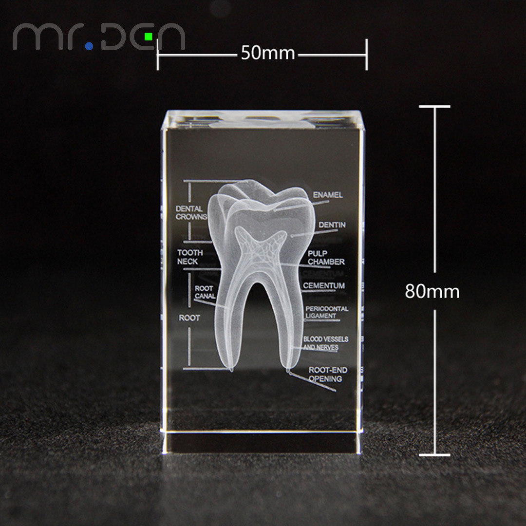 歯科 3D レーザー彫刻人間の骨格クリスタルキューブ置物医療 - Paper Weight Crystal のレビューと価格